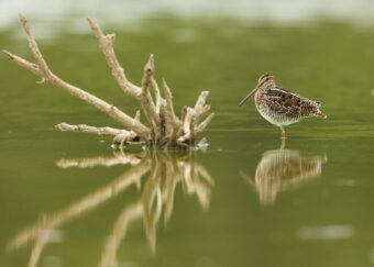 A Wilson’s Snipe is seen in an undated photo published by the U.S. Fish and Wildlife Service.