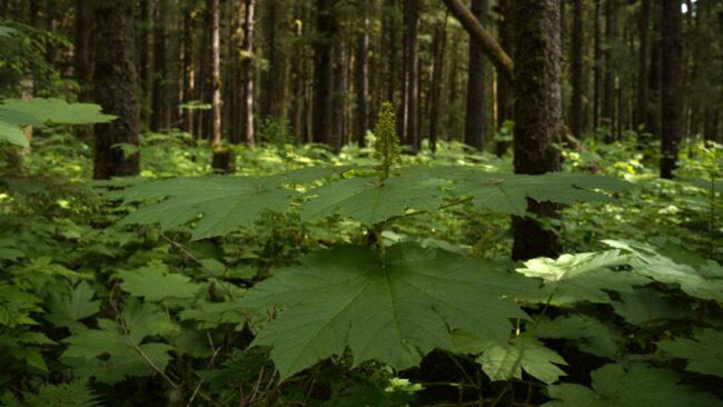 American public rejects lifting the Roadless Rule, Alaska timber industry in favor