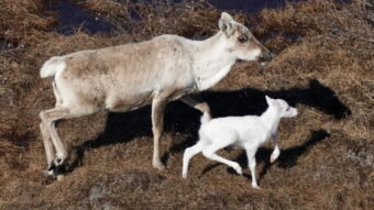 Rare albino caribou calf photographed for possibly the first time in Alaska