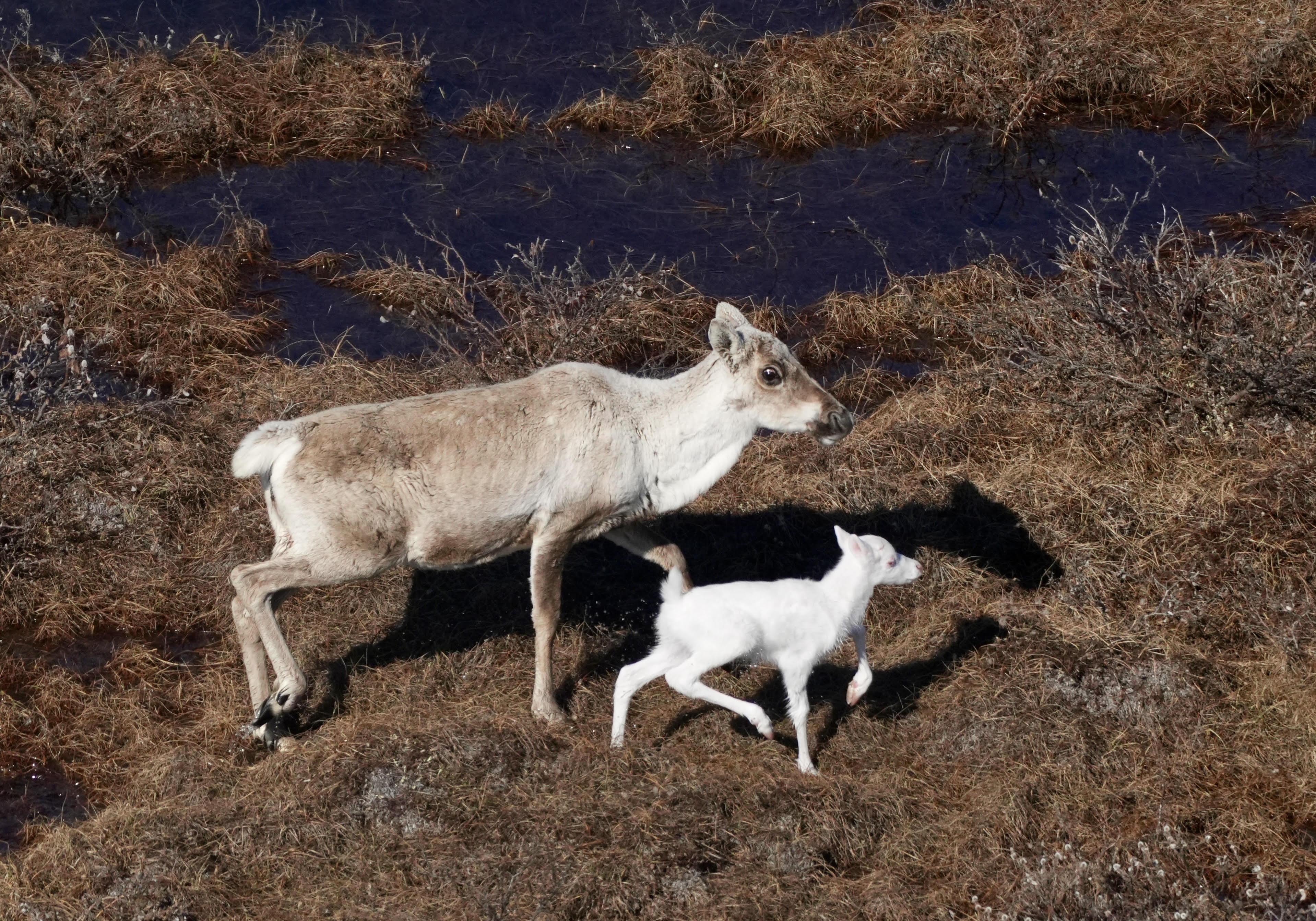 Rare albino caribou calf photographed for possibly the first time in Alaska