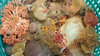 New Alaska sea sponge species fuel debate over fishery practices