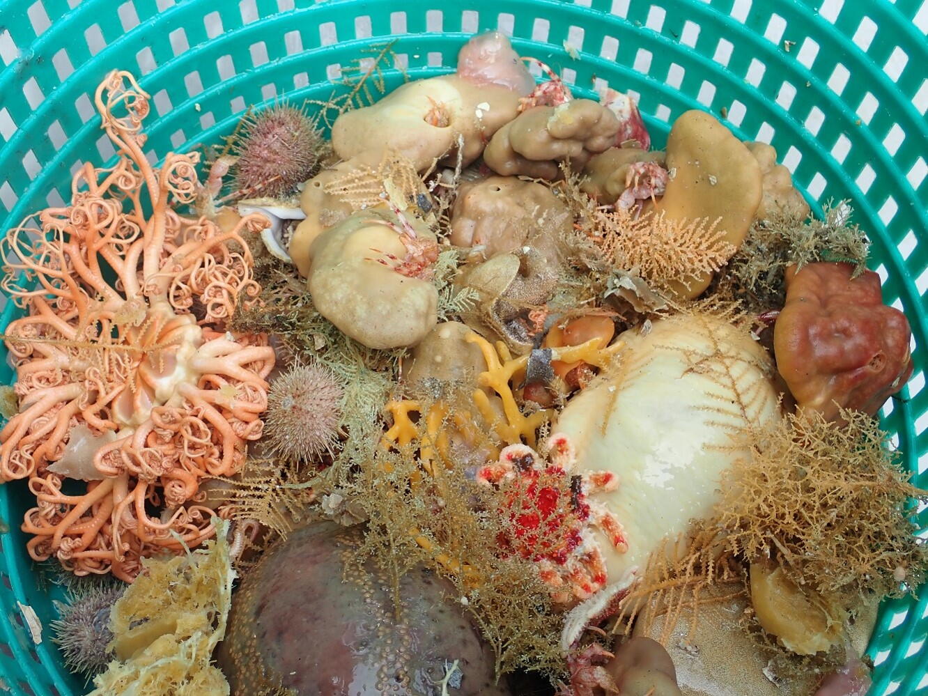 New Alaska sea sponge species fuel debate over fishery practices