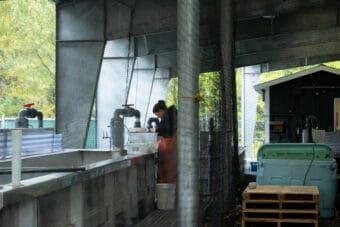 KRAA technician Morgan Belflower clips the adipose fins off of hatchery king salmon on Sept. 15. This process helps them distinguish the hatchery fish from wild fish when they return to freshwater.